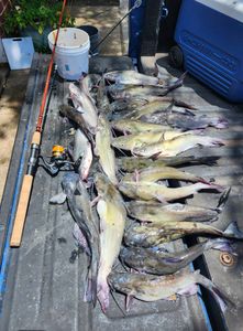 Great Haul of Catfish - Burleson, TX.
