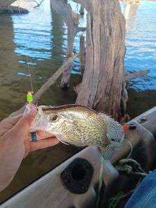 Crappie Adventures with Pros