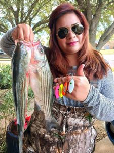 Striped Bass Haven Revealed
