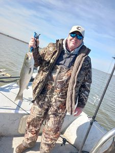 Striped Bass Thrills Unleashed