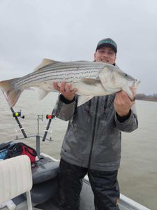 Striped Bass Glory Unleashed