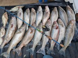Striped Bass Action Unleashed