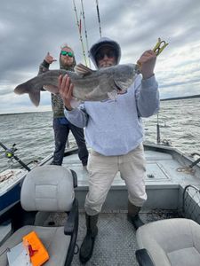 Blue catfish caught while fishing in TX