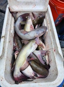 Two white catfish and hardhead sea catfish in TX