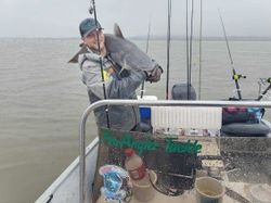 Hardhead sea catfish caught while fishing in TX