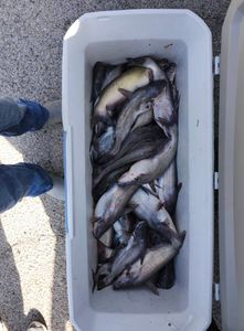 Two fish caught fishing in Texas