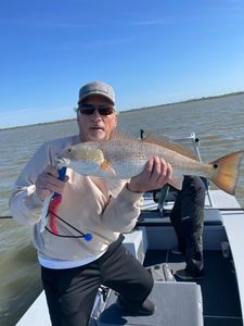 Redfish catch in Galveston