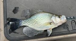 Slab crappie measured! 📏🐟