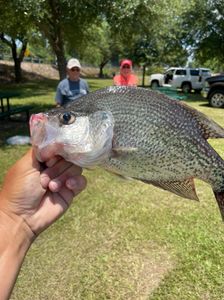 Big Crappie from Lake Lanier