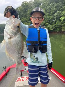 Large Crappie from Lake Lanier