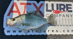 Slab crappie on the board! 🎣🔥