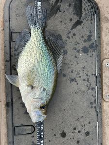 A crappie fish caught in Gainesville