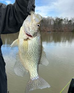Image of a crappie fish caught in Gainesville