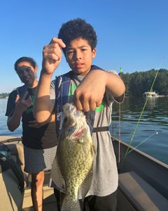 Crappie fish caught in GA