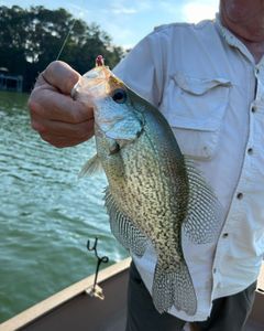 Crappie fish caught while fishing in Gainesville