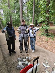 Fresh caught crappie displayed on ground at successful fishing trip in Gainesville GA