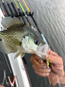 A crappie fish caught fishing in GA
