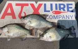 Three fish caught in Gainesville, fishing