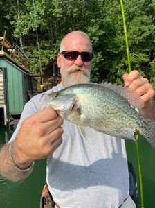 A beauty of a Lake Lanier Crappie