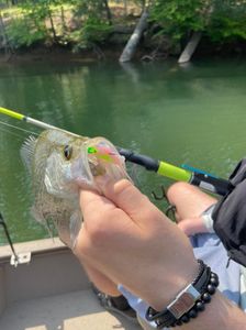 Nice Crappie on a Jig