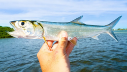 Nice ladyfish catch on a partly cloudy day at Buckhorn Island!
