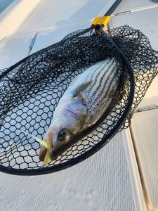 Fish-Species