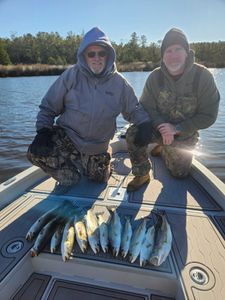 Fish-Species