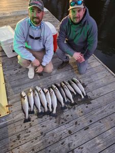 Fish-Species