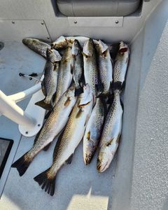 Fish-Species