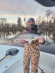 Striped bass caught while fishing in NC