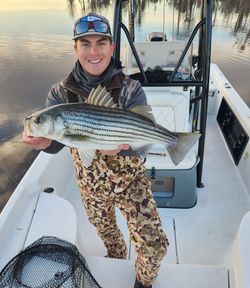 Striped bass caught while fishing in NC