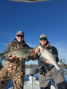 Two striped bass, 22 inches long, caught while fishing in NC