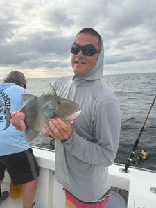 Grey Triggerfish caught fishing in NJ