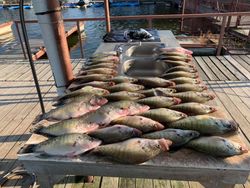 Crappie in Texas