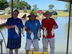 Crappie in Texas