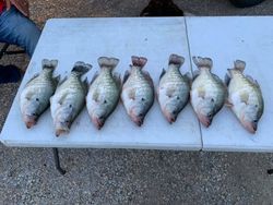 7 white crappie fish caught in TX