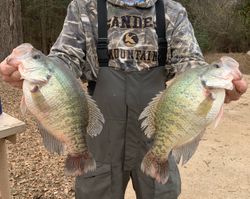 Two white crappie fish caught in Gordonville