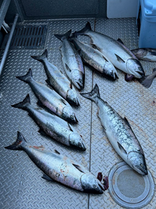 6 bluefish caught while fishing in OR