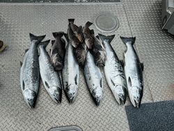 Seven coho and chinook salmon caught fishing in OR