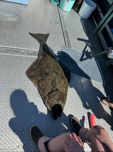 Impressive Pacific Halibut caught in OR