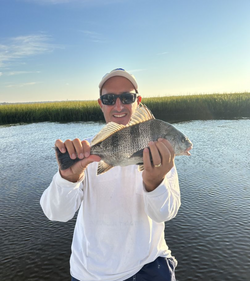 Image of a Black Drum fish caught while fishing in North Myrtle Beach