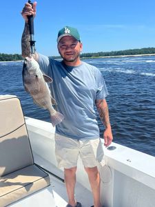 Angler catches a black drum fish in North Myrtle Beach