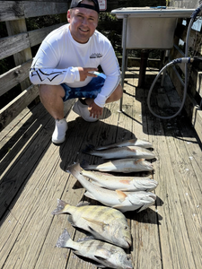 4 sheepshead and black drum fish caught fishing in SC