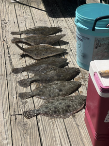 5 summer flounder and california flounder fish caught in north myrtle beach