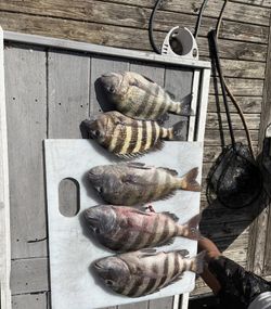 Five sheepshead fish displayed on white cutting board after fishing trip in North Myrtle Beach SC