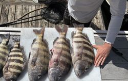 Five sheepshead fish laid out on white cooler after successful fishing trip in North Myrtle Beach SC