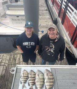 Four sheepshead fish displayed on boat deck after fishing trip in North Myrtle Beach SC