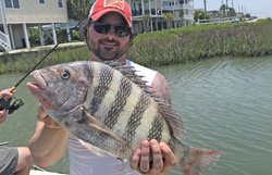 Sheepshead fish caught in North Myrtle Beach
