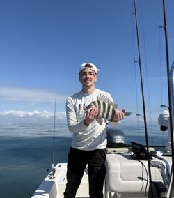 Sheepshead caught fishing in North Myrtle Beach SC on boat with fishing rods