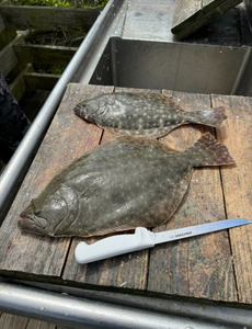 Two summer flounder fish in North Myrtle Beach